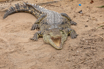 Fototapeta premium Crocodile 