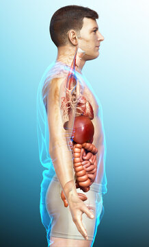 3d rendered medically accurate illustration of male Digestive System