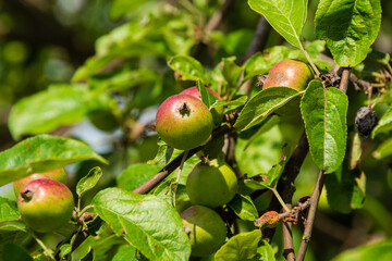 Lato a ogrodzie, Podlasie, Polska © podlaski49