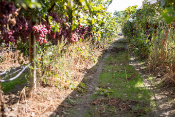 Vineyard, Bunches of wine grapes on vine