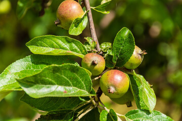 Lato a ogrodzie, Podlasie, Polska