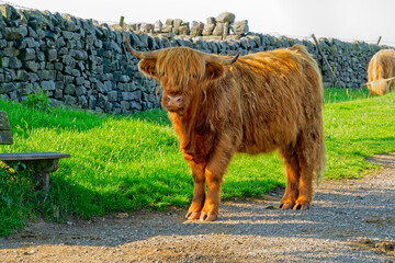 Large Highland bull stands close to a stonewall in the Derbyshire Peak District