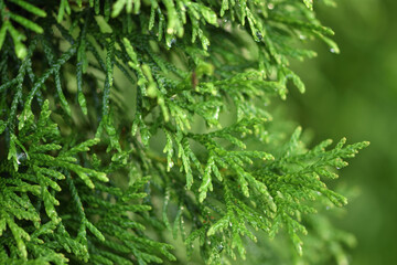 Thuja closeup in the garden