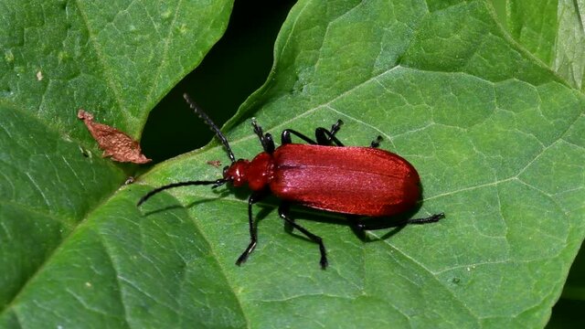 Close Up movie Red-headed Cardinal Beetle on a leaf. His Latin name is Pyrochroa serraticornis.