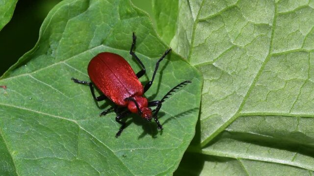 Close Up movie Red-headed Cardinal Beetle on a leaf. His Latin name is Pyrochroa serraticornis.