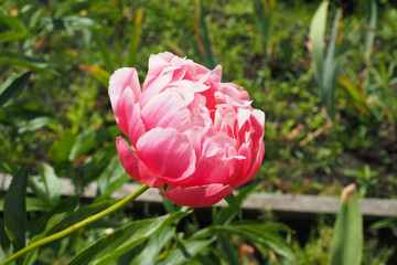 pink peony in the garden