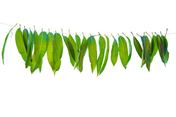 garland of mango leaves, hindu religion and used as a decoration during festivals in india.