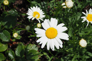 white daisies in a garden