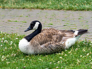 Canadian goose laying in the grass near a brick walking path in a park.  Wildlife bird with brown feathers.