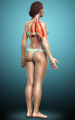 3d rendered, medically accurate illustration of a female lung anatomy