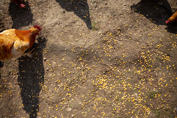 Top view of the ground on which corn is spilled for feeding chickens. Copy Space. Agriculture.
