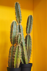 a large green cactus with needles in a black plastic pot against a yellow wall . decor