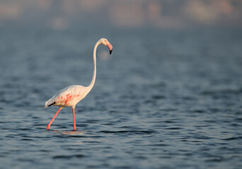 Greater Flamingo during low tide at Eker creek, Bahrain
