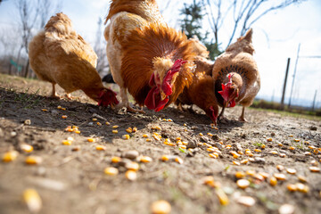 A group of chickens is found on the grass in the village. Chickens eat worms and corn from the grass.