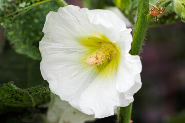 a large Bud of white and yellow inside a mallow grows in the garden on a Sunny summer day . white flower