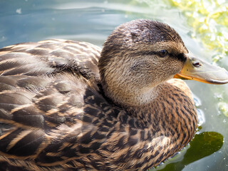 wild gray duck swims in the water in the lake . duck in the lake in summer