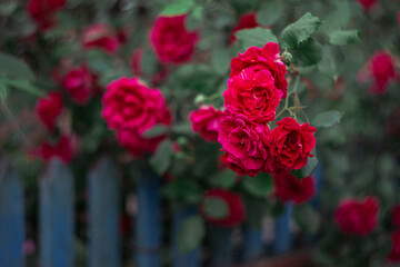 Beautiful dark pink roses near old blue fence in a summer garden.