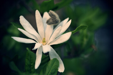 Fototapeta premium Eine Sternmagnolien Blüte