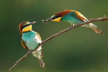 European bee-eater, merops apiaster, courting on twig in mating season. Backlit bird couple feeding...