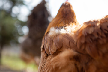 Obraz premium Selective focus on the golden brown feather of a hen located on a farm in the countryside. Copy Space. Agriculture.