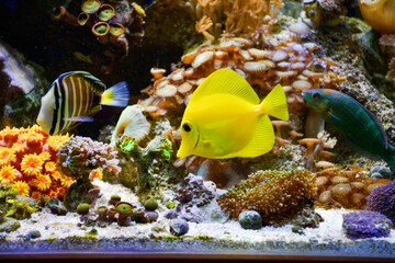 Obraz na płótnie Canvas Marine aquarium background with Yellow Tang fish, Desjardini Tang, anemones, Coral Sol, Coral GSP eCoral LPS