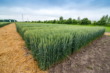 a beautiful winter wheat field demo cereals sectors