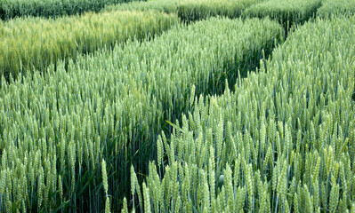 varieties of wonter wheat crops with pointers © pavlobaliukh