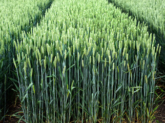 new varieties in winter wheat, demo sectors