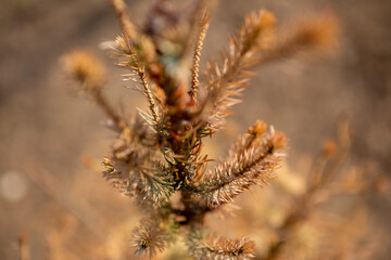 Selective focus on the top of coniferous trees. It's autumn and everything has dried up to become golden brown.