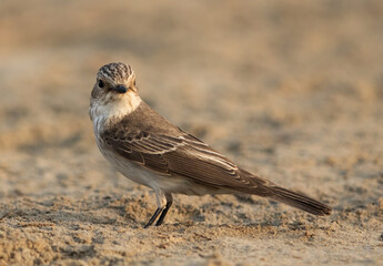 Spotted Flycatcher, Bahrain