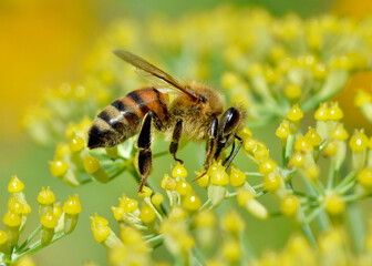 A sideview of a Honey bee (Apis mellifera) collecting nectar from the tiny flowers of fennel.  Closeup. Copy space.