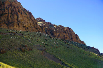 Herd of sheep and goats grazing on the slop under the shadow of rocky cliff. Govi-Altai province, Mongolia. 