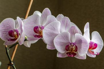 Multi-colored flowers of a blooming orchid