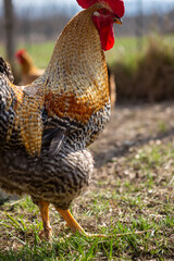 A beautiful colorful rooster stands on the grass on the farm and looks at the females. Animals. Agriculture.
