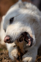 A beautiful white shepherd dog lies on the ground and eats a bone. He has strong and healthy teeth.