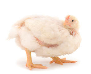 One chicken or young broiler chickens.