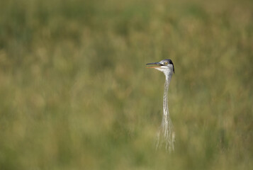 Grey Heron with neck out of grass, Bahrain