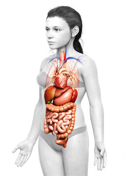 3d rendered medically accurate illustration of young girl Digestive System  and heart