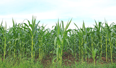 A young green corn field against sky with clouds background
