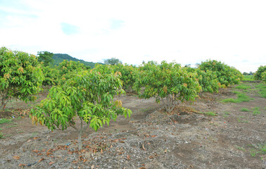 Fototapeta na wymiar Small Mango tree in valley of Thailand