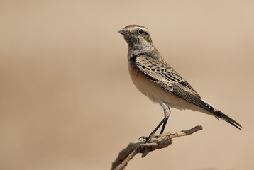 Pied wheatear perched on a twig, Bahrain