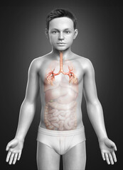 Fototapeta premium 3D illustration of Larynx Trachea Bronchi Part of Respiratory System.