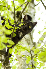 Czarny kot siedzi na drzewie liściastym brzozie i wychyla się spoza gałęzi i obserwuje otoczenie.