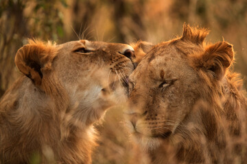 Closeup of Lioness caress, Masai Mara