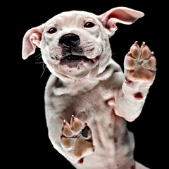 Staffordshire Bull Terrier standing on an invisible table