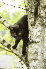 Czarny kot domowy chodzi po gałęzi drzewa liściastego brzozy.