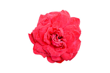 red rose flower isolated on white background