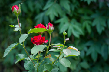 Fototapeta premium delicate red rose with buds in the garden on a green background