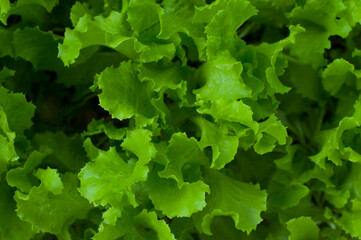 
green lettuce leaves in the garden