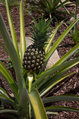 Pineapple growing outdoors